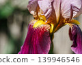 Colorful spring flowers of German irises grown in the garden in April. 139946546