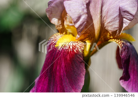 Colorful spring flowers of German irises grown in the garden in April. 139946546