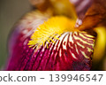 Colorful spring flowers of German irises grown in the garden in April. 139946547
