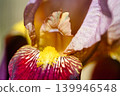Colorful spring flowers of German irises grown in the garden in April. 139946548