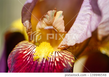 Colorful spring flowers of German irises grown in the garden in April. Colorful spring flowers of German irises grown in the garden in April. 139946548
