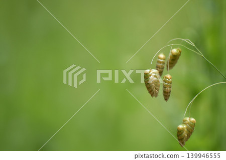 Madder beetle Madder beetle 139946555