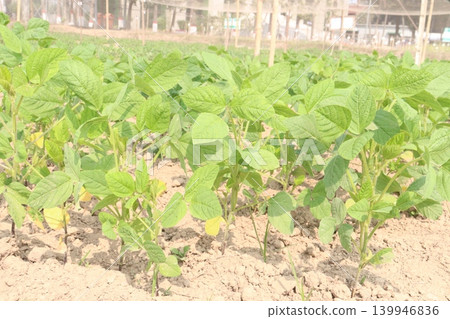 Soybean plant on farm for harvest Soybean plant on farm for harvest 139946836