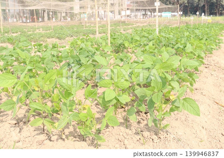 Soybean plant on farm for harvest Soybean plant on farm for harvest 139946837