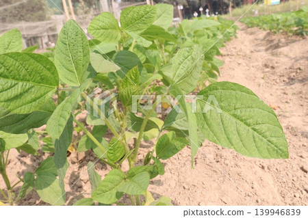 Soybean plant on farm for harvest Soybean plant on farm for harvest 139946839