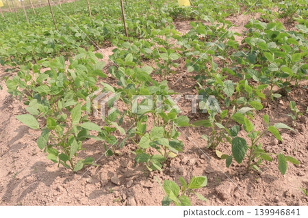 Soybean plant on farm for harvest Soybean plant on farm for harvest 139946841