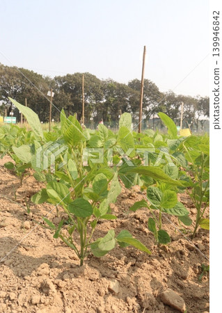 Soybean plant on farm for harvest Soybean plant on farm for harvest 139946842