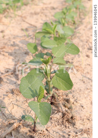 Soybean plant on farm for harvest Soybean plant on farm for harvest 139946845