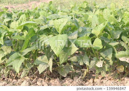 Soybean plant on farm for harvest Soybean plant on farm for harvest 139946847