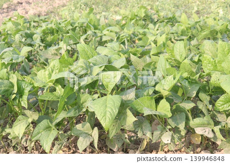 Soybean plant on farm for harvest Soybean plant on farm for harvest 139946848
