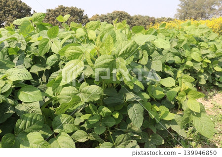 Soybean plant on farm for harvest Soybean plant on farm for harvest 139946850