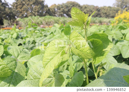 Soybean plant on farm for harvest Soybean plant on farm for harvest 139946852