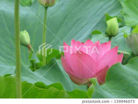 夏日之花,蓮花。 夏日之花,蓮花。 139946873