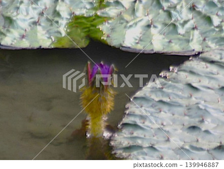 Purple flower, giant water lily (Euryale ferox) Purple flower, giant water lily (Euryale ferox) 139946887