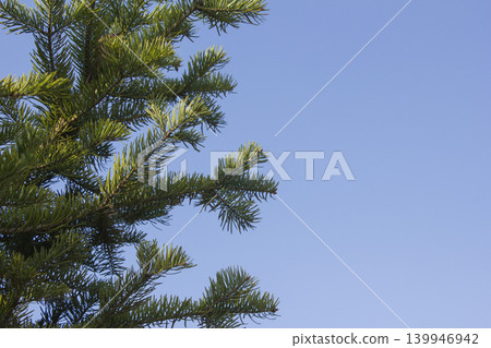 pine, branch, fir 139946942