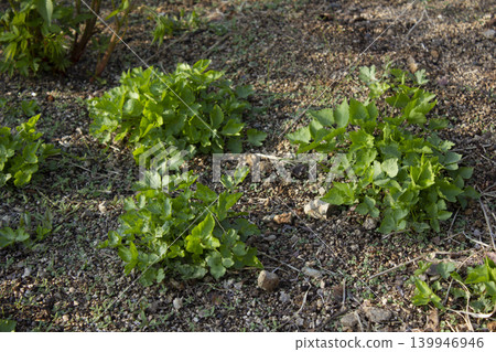 These are Water dropworts sprouts that come out in the spring. These are Water dropworts sprouts that come out in the spring. 139946946