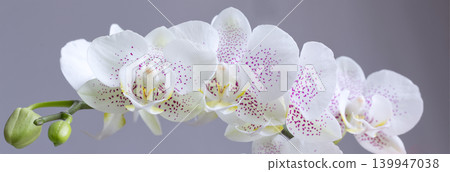 Panoramic view of a delicate white Phalaenopsis orchid Stardust with lilac speckles on a gray background, wide banner for website header and interior decor. Panoramic view of a delicate white Phalaenopsis orchid Stardust with lilac speckles on a gray background, wide banner for website header and interior decor. 139947038
