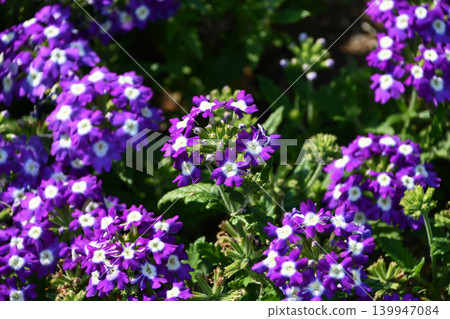 Verbena Verbena 139947084
