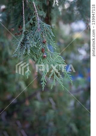 Close up of Thuja occidentalis branch with emerald scaly foliage and small cones in garden. Close up of Thuja occidentalis branch with emerald scaly foliage and small cones in garden. 139947118