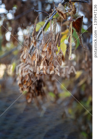 Dry samara seeds of box elder maple (Acer negundo) on a branch close-up. Dry samara seeds of box elder maple (Acer negundo) on a branch close-up. 139947136