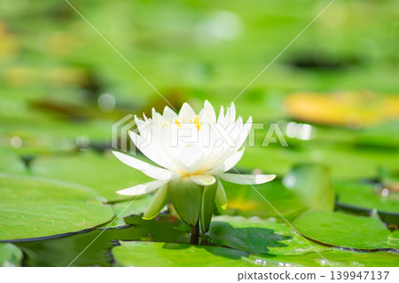Water lily flower 139947137