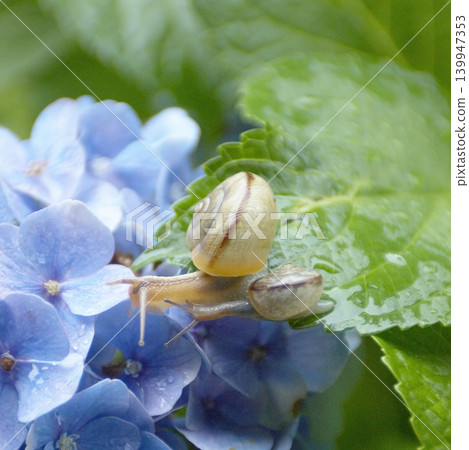 Two snails on the leaves of a blue hydrangea flower. 139947353