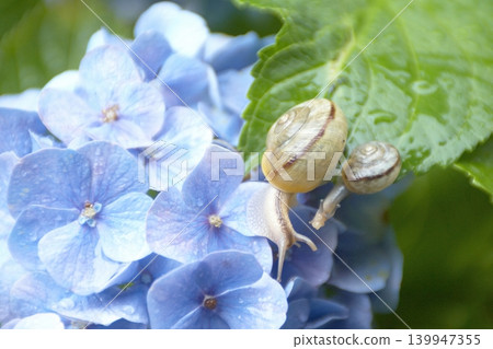 兩隻蝸牛趴在一朵藍色繡球花的葉子上。 139947355
