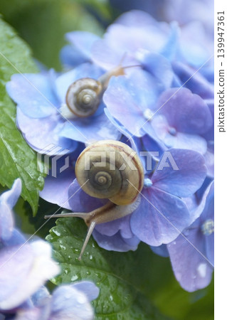 Two snails on the leaves of a blue hydrangea flower. 139947361