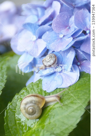 Two snails on the leaves of a blue hydrangea flower. Two snails on the leaves of a blue hydrangea flower. 139947364