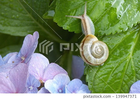 Two snails on the leaves of a blue hydrangea flower. Two snails on the leaves of a blue hydrangea flower. 139947371