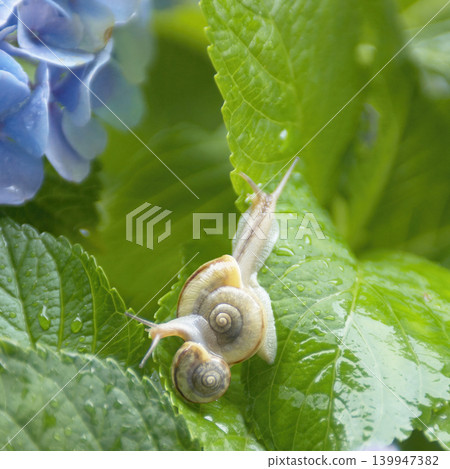 兩隻蝸牛趴在一朵藍色繡球花的葉子上。 139947382