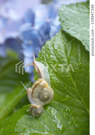 兩隻蝸牛趴在一朵藍色繡球花的葉子上。 139947386