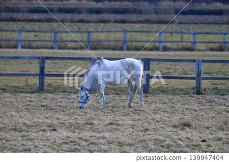 Horse Horse 139947404