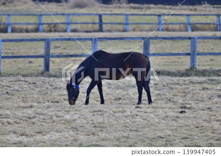 Horse Horse 139947405