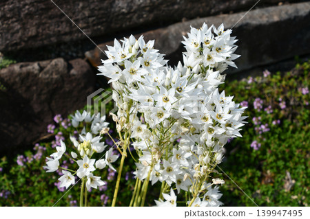 虎眼萬年青 (Chincherinchee) 虎眼萬年青 (Chincherinchee) 139947495