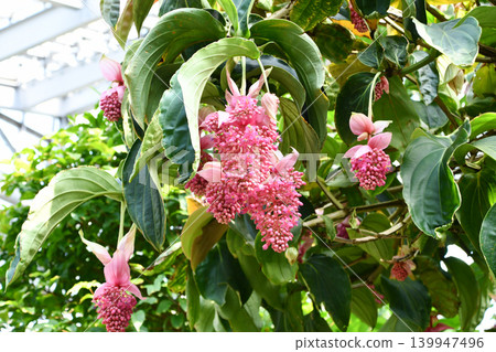 麥地那 (Medinilla magnifica) 麥地那 (Medinilla magnifica) 139947496