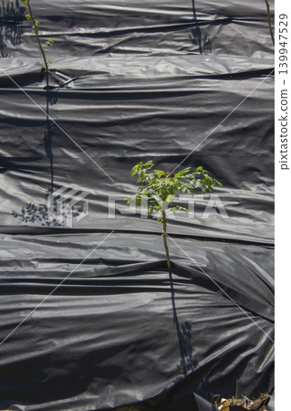 It is a neatly organized field of Aralia sprout It is a neatly organized field of Aralia sprout 139947529