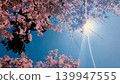 A view of a blue sky and cherry blossom trees in full bloom, bathed in beautiful sunlight. 139947555