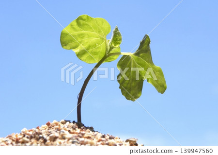 藍天下牽牛花幼苗的特寫。 藍天下牽牛花幼苗的特寫。 139947560