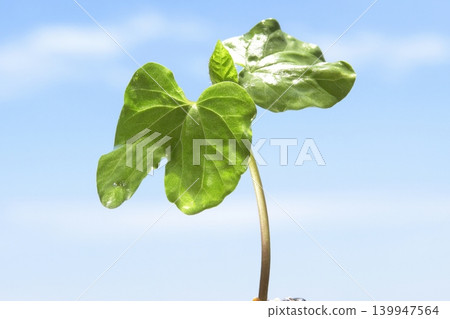 藍天下牽牛花幼苗的特寫。 藍天下牽牛花幼苗的特寫。 139947564