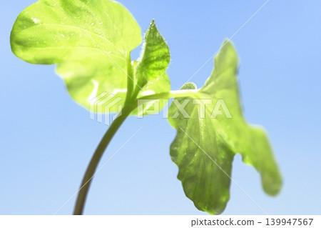 藍天下牽牛花幼苗的特寫。 藍天下牽牛花幼苗的特寫。 139947567