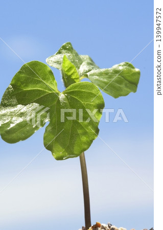 藍天下牽牛花幼苗的特寫。 藍天下牽牛花幼苗的特寫。 139947572