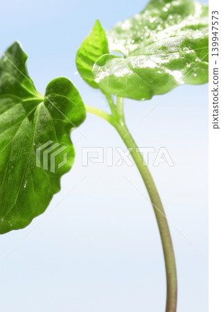 A close-up of morning glory seedlings against a blue sky. A close-up of morning glory seedlings against a blue sky. 139947573