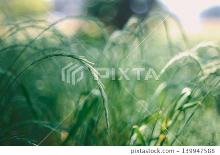 綠色草原特寫 | 自然、背景、散景、自然圖像 綠色草原特寫 | 自然、背景、散景、自然圖像 139947588