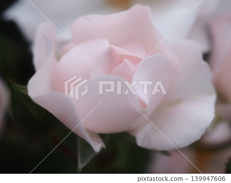 Rose (Garasha, 20260515050552) Rose (Garasha, 20260515050552) 139947606