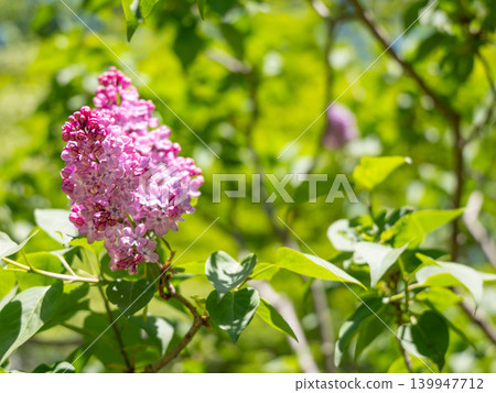 北海道的春日景色，紫色的丁香花盛開。 139947712