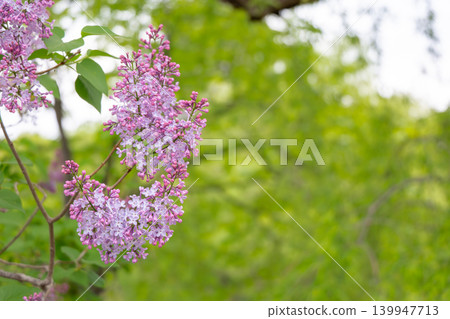 北海道的春日景色，紫色的丁香花盛開。 139947713