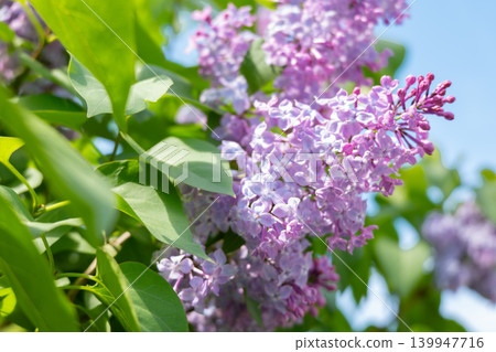 A spring scene in Hokkaido, with purple lilac flowers in bloom. A spring scene in Hokkaido, with purple lilac flowers in bloom. 139947716