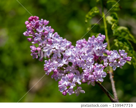 A spring scene in Hokkaido, with purple lilac flowers in bloom. A spring scene in Hokkaido, with purple lilac flowers in bloom. 139947719