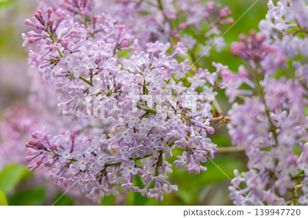 北海道的春日景色，紫色的丁香花盛開。 139947720